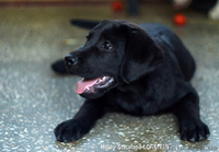 Щенки Лабрадора (КСУ) из питомника - <ro>Изображение</ro><ru>Изображение</ru> #2, <ru>Объявление</ru> #1585225