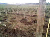 Продаю опоры, колышки для растений Polyarm. Доставка по всей Украине - <ro>Изображение</ro><ru>Изображение</ru> #1, <ru>Объявление</ru> #1688072