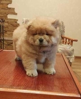  Продаются прекрасные щенки чау-чау - <ro>Изображение</ro><ru>Изображение</ru> #1, <ru>Объявление</ru> #1705953