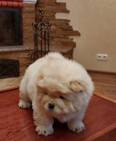  Продаются прекрасные щенки чау-чау - <ro>Изображение</ro><ru>Изображение</ru> #2, <ru>Объявление</ru> #1705953