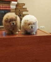  Продаются прекрасные щенки чау-чау - <ro>Изображение</ro><ru>Изображение</ru> #3, <ru>Объявление</ru> #1705953