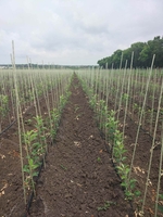 Колышки, опоры  для растений из композитных материалов Черновцы - <ro>Изображение</ro><ru>Изображение</ru> #4, <ru>Объявление</ru> #1710965