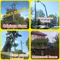 Спил дерев, валка, рубка, обрізка гілок у Чернівцях та області - <ro>Изображение</ro><ru>Изображение</ru> #1, <ru>Объявление</ru> #1733554