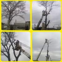 Спил дерев, валка, рубка, обрізка гілок у Чернівцях та області - <ro>Изображение</ro><ru>Изображение</ru> #4, <ru>Объявление</ru> #1733554