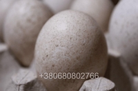 Інкубаційні яйця індичок Біг 6 - <ro>Изображение</ro><ru>Изображение</ru> #2, <ru>Объявление</ru> #1743222