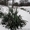 Юкка нитчатая - вечнозеленое многолетнее растение #70819