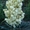 Юкка нитчатая - вечнозеленое многолетнее растение - <ro>Изображение</ro><ru>Изображение</ru> #2, <ru>Объявление</ru> #70819