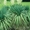 Юкка нитчатая - вечнозеленое многолетнее растение - <ro>Изображение</ro><ru>Изображение</ru> #1, <ru>Объявление</ru> #70819