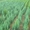 Туя западная, самшыт,кипарисовик, можевельник для озеленения - <ro>Изображение</ro><ru>Изображение</ru> #1, <ru>Объявление</ru> #66323