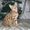 Бенальские котята   (лучший подарок к Новому году) #129279