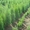 Туя западная, самшыт,кипарисовик, можевельник для озеленения - <ro>Изображение</ro><ru>Изображение</ru> #3, <ru>Объявление</ru> #66323