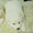продаются клубные щенки самодской лайки(самоеда) - <ro>Изображение</ro><ru>Изображение</ru> #2, <ru>Объявление</ru> #828670
