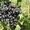 Саженцы винограда большой выбор круглогодично - <ro>Изображение</ro><ru>Изображение</ru> #6, <ru>Объявление</ru> #1206622