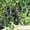 Саженцы винограда большой выбор круглогодично - <ro>Изображение</ro><ru>Изображение</ru> #8, <ru>Объявление</ru> #1206622