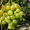 Черенки (чубуки) винограда - <ro>Изображение</ro><ru>Изображение</ru> #5, <ru>Объявление</ru> #1207686