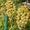 Саженцы винограда большой выбор круглогодично - <ro>Изображение</ro><ru>Изображение</ru> #1, <ru>Объявление</ru> #1206622
