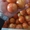 продаем томаты из Испании - <ro>Изображение</ro><ru>Изображение</ru> #3, <ru>Объявление</ru> #1337546