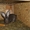 Кролики Бельгийский великан,Фландр, Обр,Ризен - <ro>Изображение</ro><ru>Изображение</ru> #3, <ru>Объявление</ru> #1513190