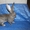 Кролики Бельгийский великан,Фландр, Обр,Ризен - <ro>Изображение</ro><ru>Изображение</ru> #7, <ru>Объявление</ru> #1513190