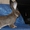 Кролики Бельгийский великан,Фландр, Обр,Ризен - <ro>Изображение</ro><ru>Изображение</ru> #6, <ru>Объявление</ru> #1513190