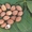 Продажа саженцев плодовых деревьев  - <ro>Изображение</ro><ru>Изображение</ru> #1, <ru>Объявление</ru> #1546571