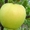 Продажа саженцев плодовых деревьев  - <ro>Изображение</ro><ru>Изображение</ru> #3, <ru>Объявление</ru> #1546571