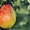 Продажа саженцев плодовых деревьев  - <ro>Изображение</ro><ru>Изображение</ru> #4, <ru>Объявление</ru> #1546571
