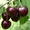 Продажа саженцев плодовых деревьев  - <ro>Изображение</ro><ru>Изображение</ru> #6, <ru>Объявление</ru> #1546571