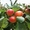 Продажа саженцев плодовых деревьев  - <ro>Изображение</ro><ru>Изображение</ru> #7, <ru>Объявление</ru> #1546571