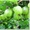 Продажа саженцев плодовых деревьев  - <ro>Изображение</ro><ru>Изображение</ru> #8, <ru>Объявление</ru> #1546571