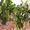 Продам опоры и колышки для растений Polyarm - <ro>Изображение</ro><ru>Изображение</ru> #2, <ru>Объявление</ru> #1687600