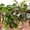 Колышки, опоры  для растений из композитных материалов Черновцы - <ro>Изображение</ro><ru>Изображение</ru> #3, <ru>Объявление</ru> #1710965