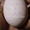 Інкубаційні яйця індичок Біг 6 #1743222
