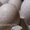 Інкубаційні яйця індичок Біг 6 - <ro>Изображение</ro><ru>Изображение</ru> #2, <ru>Объявление</ru> #1743222