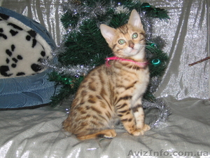 Бенальские котята   (лучший подарок к Новому году) - <ro>Изображение</ro><ru>Изображение</ru> #1, <ru>Объявление</ru> #129279