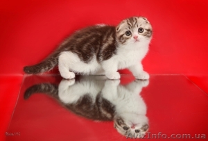 Шотландские котята - scottish fold  – лучший подарок  - <ro>Изображение</ro><ru>Изображение</ru> #1, <ru>Объявление</ru> #189318