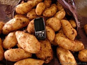 Новый картофель