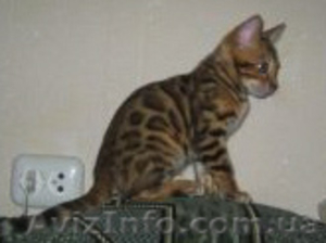 Бенгальские   котята.