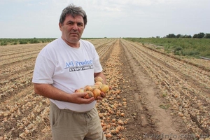 Лук репчатый урожая 2012