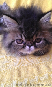 Эксклюзивный породный перс экстремал от заводчика