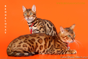 бенгальские котята,питомник - <ro>Изображение</ro><ru>Изображение</ru> #1, <ru>Объявление</ru> #851092