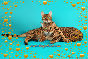 бенгальские котята,питомник - <ro>Изображение</ro><ru>Изображение</ru> #2, <ru>Объявление</ru> #851092