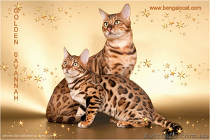 бенгальские котята,питомник - <ro>Изображение</ro><ru>Изображение</ru> #3, <ru>Объявление</ru> #851092