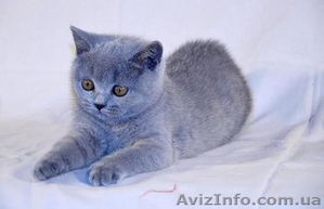 Британские котята в Луганске