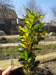 Бересклет в ассортименте