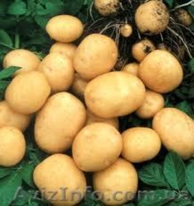 Куплю картоплю оптом - <ro>Изображение</ro><ru>Изображение</ru> #1, <ru>Объявление</ru> #950854