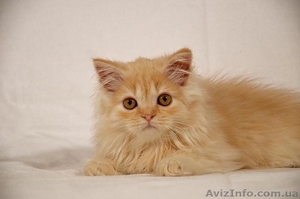 Красный серебристый хайленд страйт