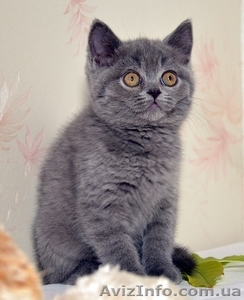 Британские котята в Черновцах - <ro>Изображение</ro><ru>Изображение</ru> #1, <ru>Объявление</ru> #978905