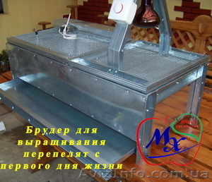 Брудер для выращивания суточных перепелов.