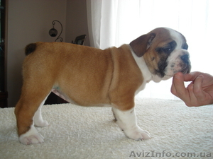 Цуценя англійського бульдога шоу-клас